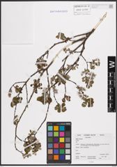 Foto von Salix cinerea L.